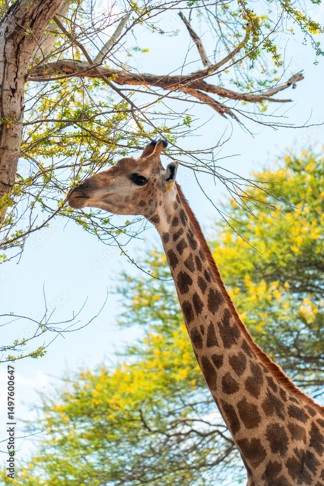 Obraz premium A giraffe eats leaves from a tree with vibrant foliage in a bright, tropical forest environment