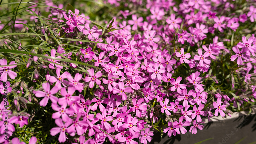 Vibrant pink phlox blossoms in lush garden setting Vibrant pink phlox blossoms in lush garden setting