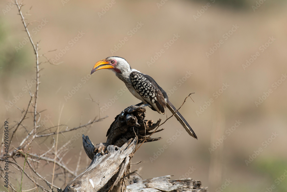 Fototapeta premium Calao à bec jaune,.Tockus flavirostris, Eastern Yellow billed Hornbill, Parc national Kruger, Afrique du Sud