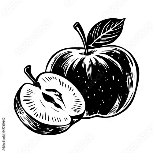 A vintage illustration of freshly sliced apple