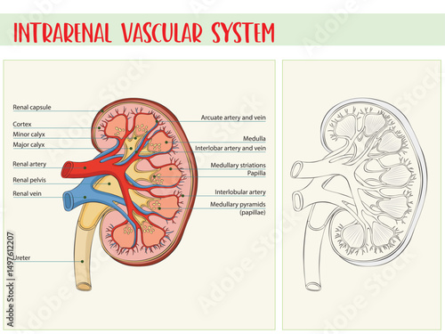 Intrarenal vascular system, frontal section of left kidney, anterior view. Anatomy.