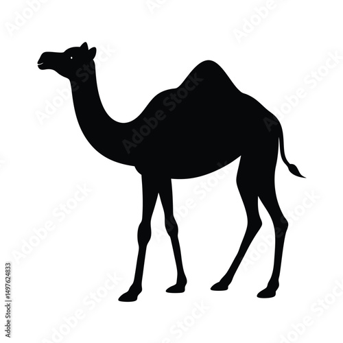 Camel vector illustration