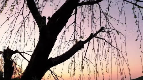 Willow Tree Silhouette Against Pastel Sky at Sunset Serene Nature Scene