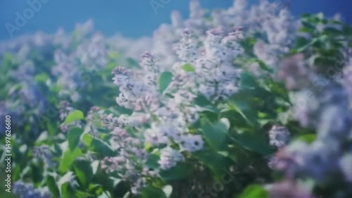 Lilac Blooms Swaying Gently in Sunlight Beautiful Springtime Floral Scene