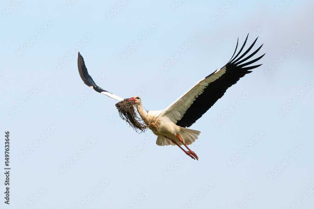 Obraz premium Cigogne blanche, .Ciconia ciconia, White Stork,