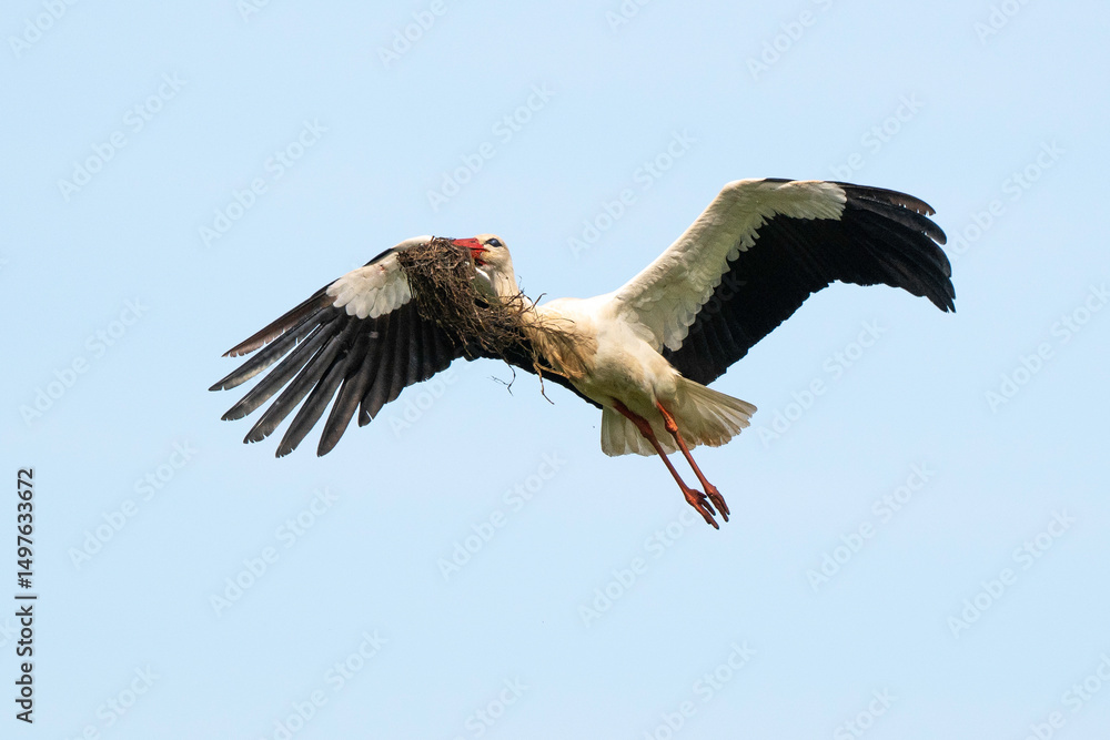 Obraz premium Cigogne blanche, .Ciconia ciconia, White Stork,
