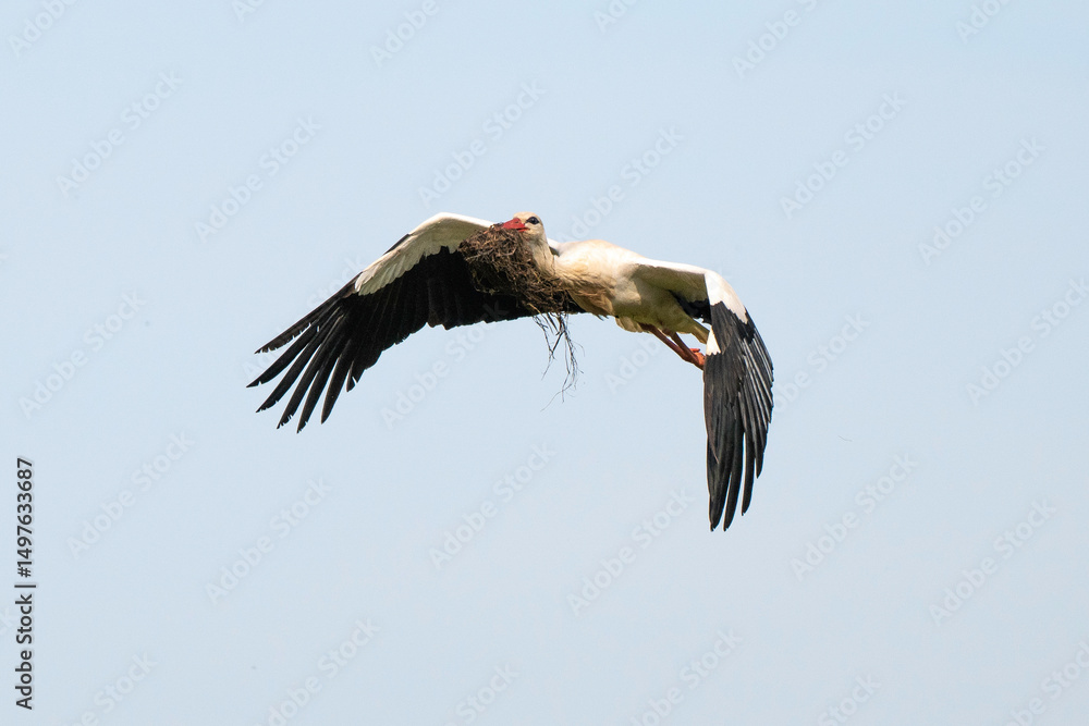 Fototapeta premium Cigogne blanche, .Ciconia ciconia, White Stork,