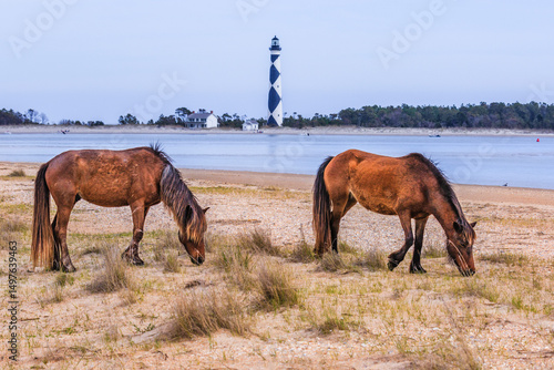 Wild horses grazing on Shackleford Banks near Cape Lookout Lighthous