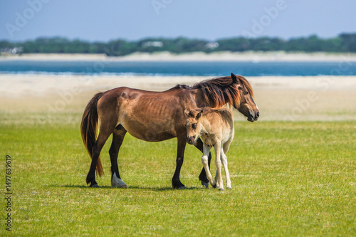 Wild foal snuggles with mom on Shackleford Banks