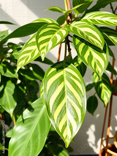 Green variegated leave hanging scindapsus pictus exotica plant popular foliage tropical houseplant transparent background, with shadows