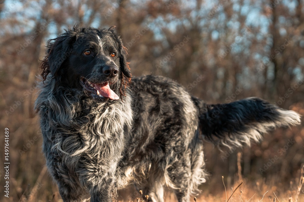 Fluffy dog in a sunlit field. Fluffy dog in a sunlit field.