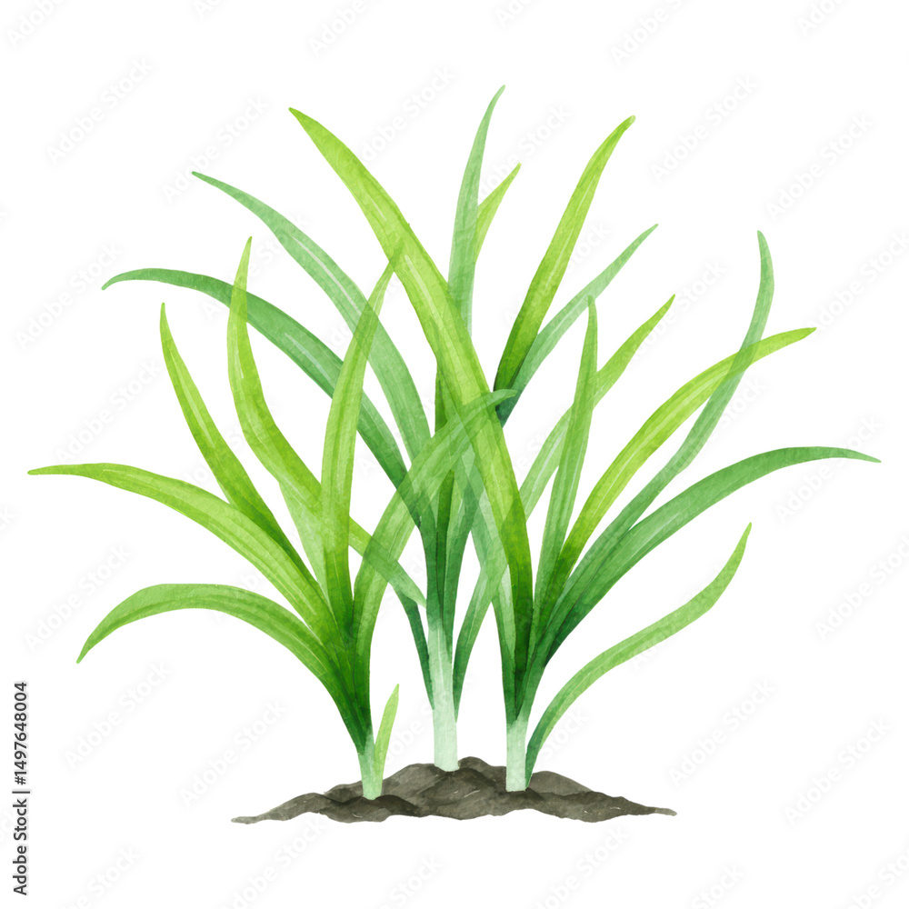 Obraz premium Lush Green Grass Plant Growing in Soil with Vibrant Shades of Green, isolated on transparent background.