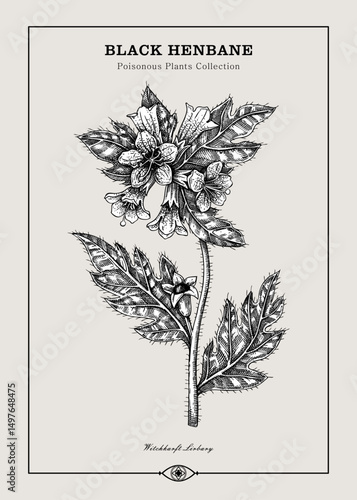 Antique apothecary label design. Black Henbane sketch. Witch herbs. Poisonous plant hand-drawn illustration. Art deco poster. NOT AI generated