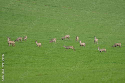 Roe deer and fawns in green grain