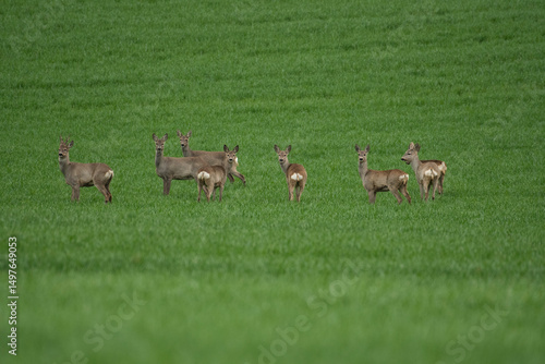 Roe deer and fawns in green grain