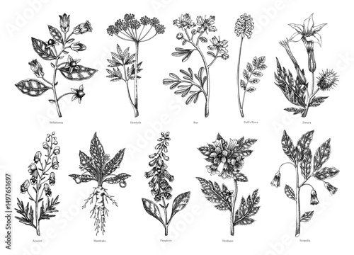 Poisonous plants botanical illustrations. Hand-drawn flowers and witch herb sketches. Witchcraft, herbal medicine, mythology design elements. NOT AI generated