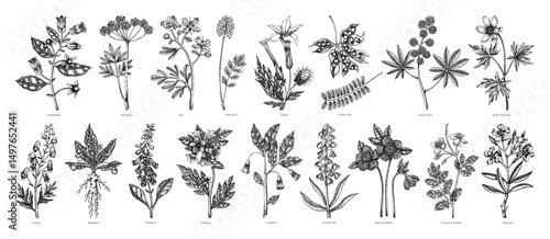 Poisonous plant hand drawn vector illustrations. Witch herbs in sketch style. Medicinal plants drawings.  NOT AI generated