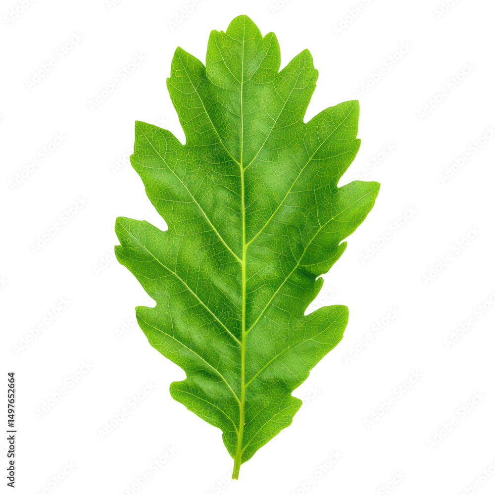 Fresh Green Leaf Isolated on White Background with Detailed Texture, isolated on transparent background. Fresh Green Leaf Isolated on White Background with Detailed Texture, isolated on transparent background.