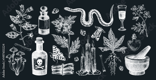 Witchcraft hand drawn vector illustrations. Bohemian design elements. Witch herbs, poisonous plants, magic ingredients sketches. NOT AI generated