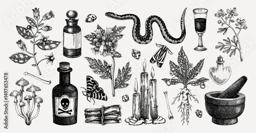 Witchcraft hand drawn vector illustrations. Bohemian design elements. Witch herbs, poisonous plants, magic ingredients sketches. NOT AI generated