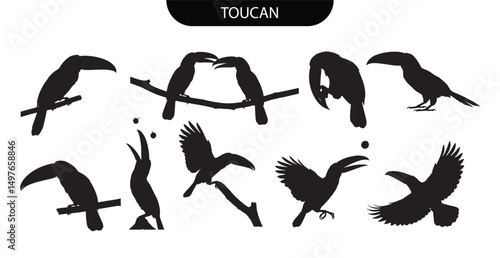 Toucan Silhouette. Toucan Bird Silhouettes Set in Perching and Flying Black Vector Poses Collection
