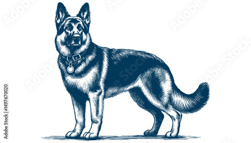 german shepherd vector