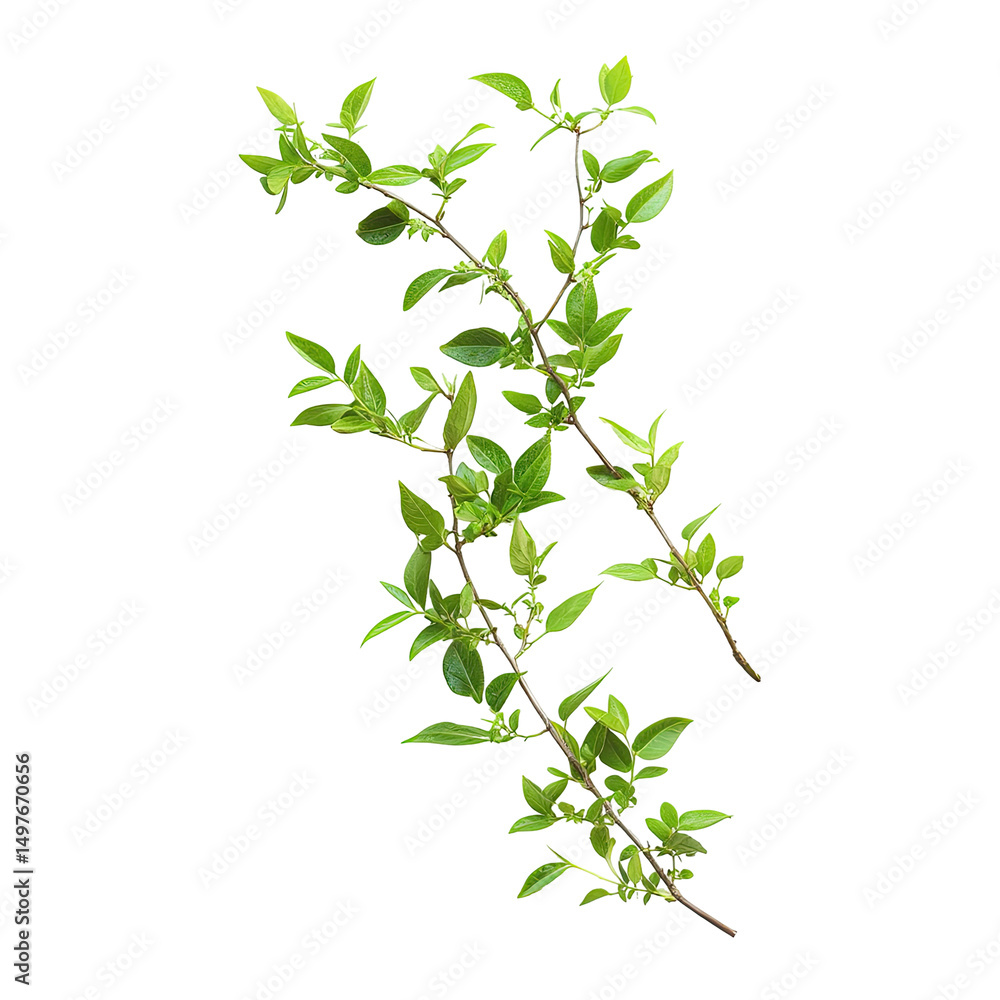 Fresh sprigs of thyme with vibrant green leaves Fresh sprigs of thyme with vibrant green leaves