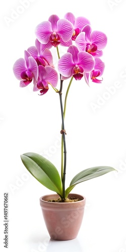pink orchid isolated on white