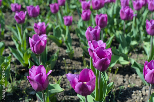 Many purple tulips in a large tulip bed in a park along a path