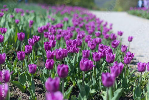 Many purple tulips in a large tulip bed in a park along a path