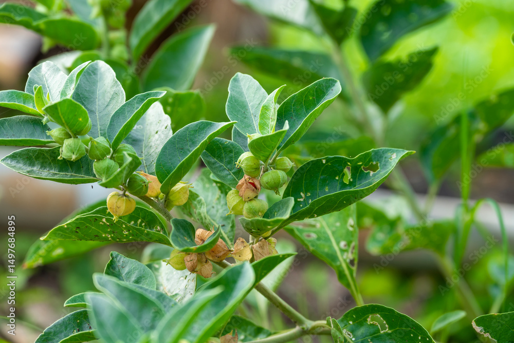 Obraz premium Ashwagandha plant fresh leaves and fruit berries use for ayurvedic medicine. Ashwagandha known as Withania somnifera is growing in garden