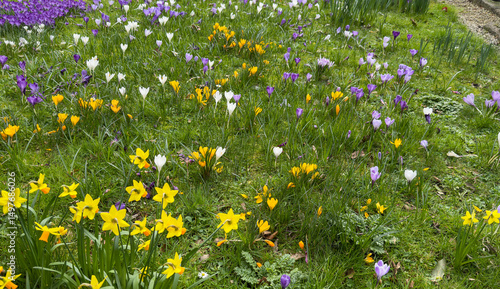 Wild Crocus and Daffodils 