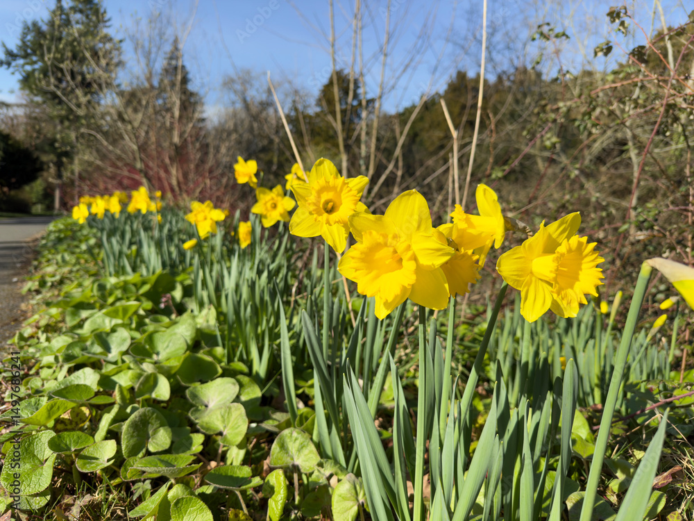 Obraz premium Daffodils border hazy background