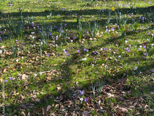 Wild crocus 