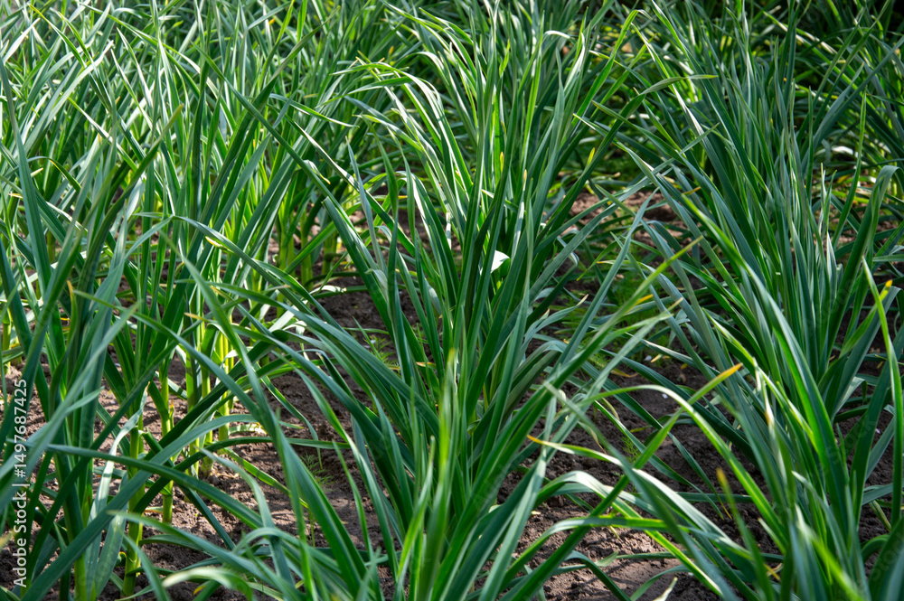 Obraz premium Green young garlic plants thrive in a vibrant field with rich soil, representing a bountiful spring harvest