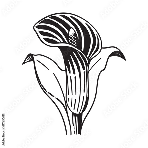 Jack-in-the-Pulpit Wildflower – Striking Forest Bloom for Botanical and Nature Art