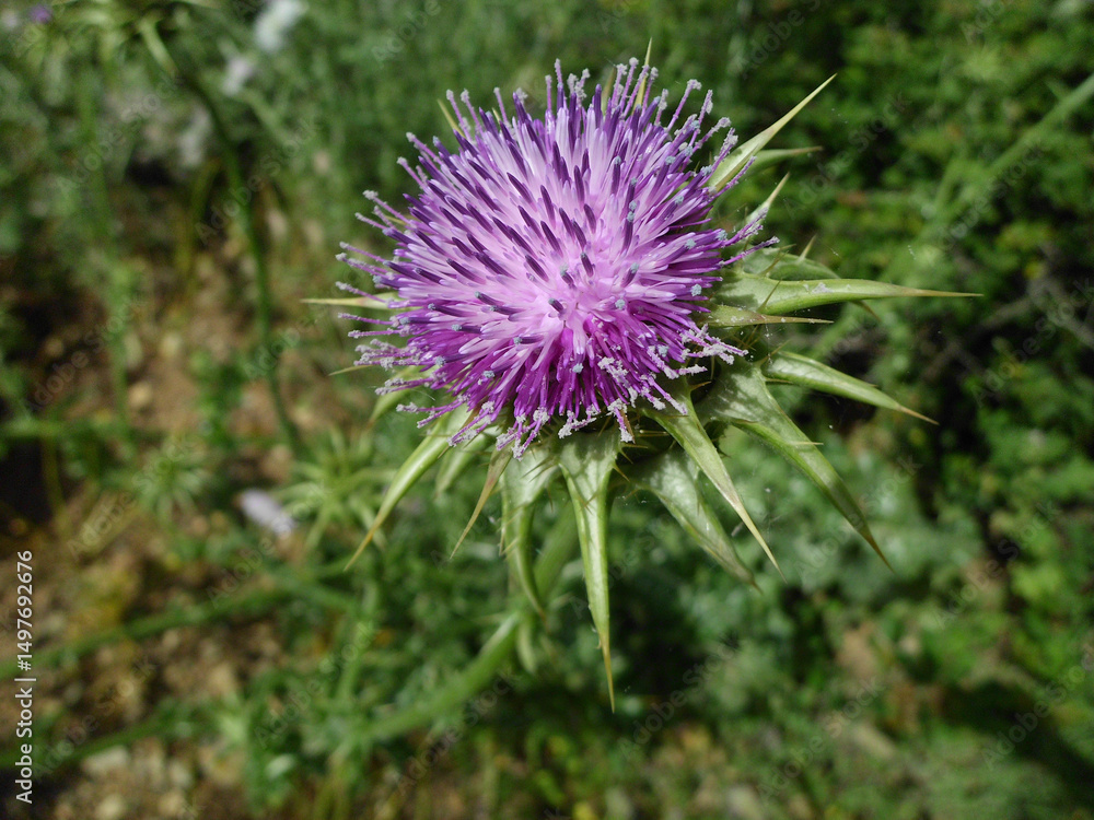 Natura Natura