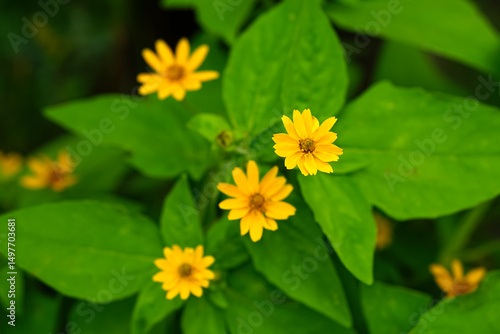 Canvas Print Top view of blooming yellow Singapore Daisy, Sphagneticola trilobata flowers densely covering the ground with lush green leaves, creating a vibrant and natural floral texture background
