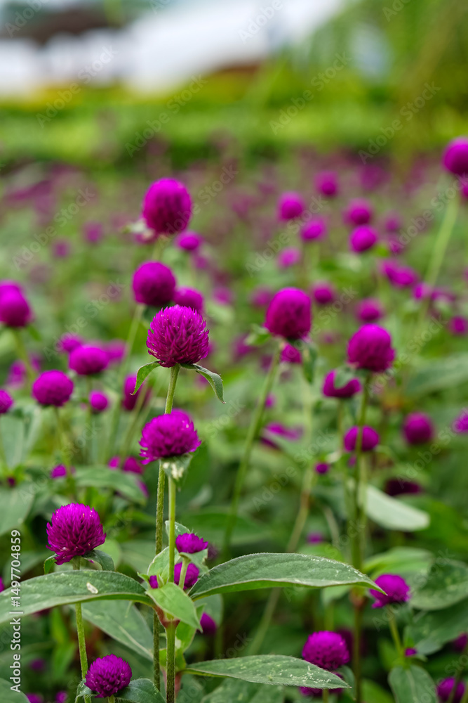 Fototapeta premium A vibrant close-up of blooming purple globe amaranth (Gomphrena globosa) flowers in a garden, featuring vivid colors and a shallow depth of field for a dreamy effect.