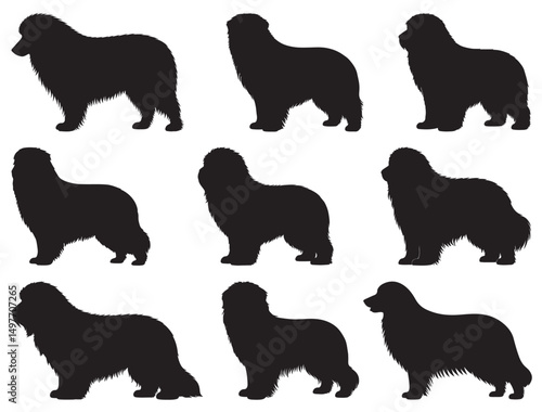 BEARDED COLLIE DOG SILHOUETTE