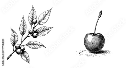 Black ink vintage sketch of single sand cherry and sand cherry branch with leaves and berries  