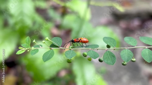 Orange/reddish Tomato Bug (Phthia picta) walking on a green branch with small leaves. Blurred natural background.