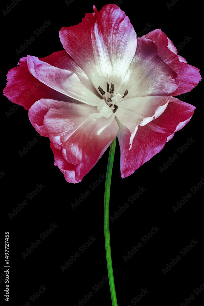 Naklejka premium Tulip. Flower on black isolated background with clipping path. For design. Closeup. Nature.