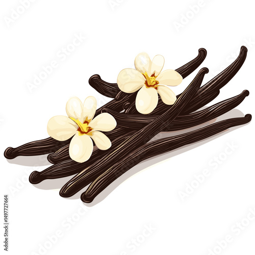 The closeup vanilla flower and beans isolated on white background vector illustration