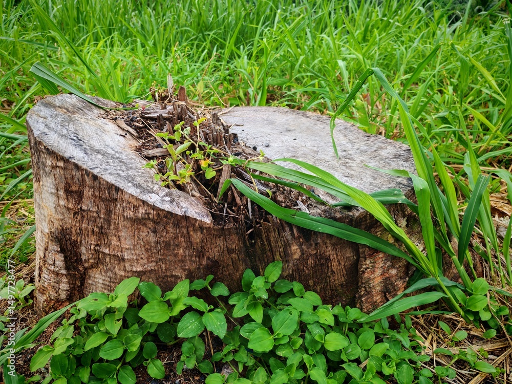 Fototapeta premium Side view of a weathered tree stump surrounded by fresh green vegetation and grass, with small shoots sprouting from the center, symbolizing regeneration and resilience in nature.