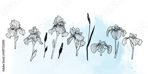 Abstract floral background with black iris flowers and leaves. Hand drawn light blue watercolor frame, border. Vector design of card, banner, invitation, advertising and packaging