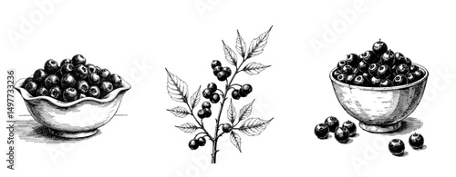 Black ink vintage sketch of berries with rowan berries in bowls  