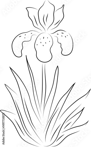 realistic blooming single iris flower with leaves hand drawn black curved simple lines