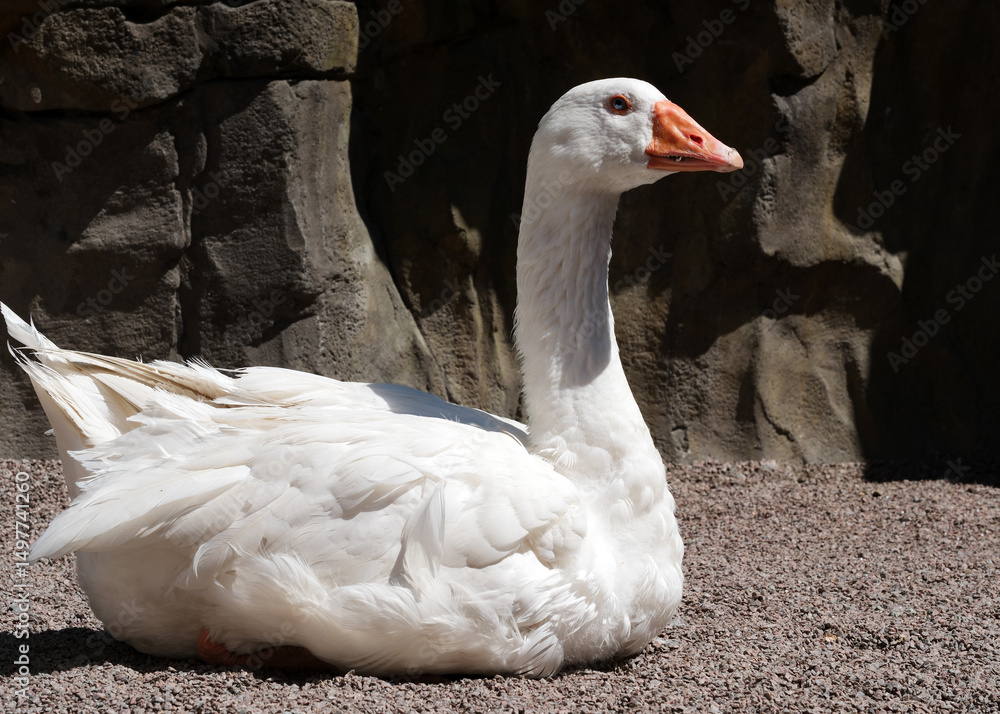 Obraz premium Elegant white goose resting peacefully in a tranquil natural setting