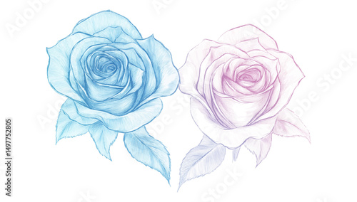 Blue and purple line art rose on white background.